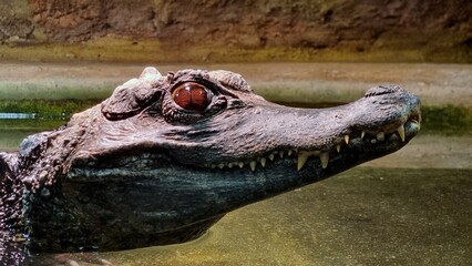 crocodile