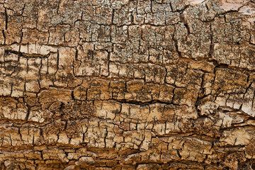 Bark pattern is seamless texture from tree. For background wood work