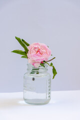 Close-up of pink rose in vase against white background.