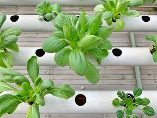 Hydroponic bok choy in a greenhouse