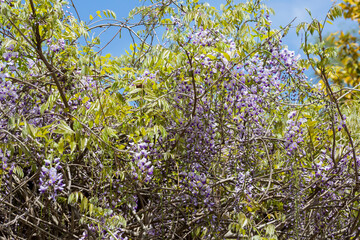 Blooming violet Wisteria Sinensis. Beautiful Prolific tree with scented classic purple flowers in hanging racemes.