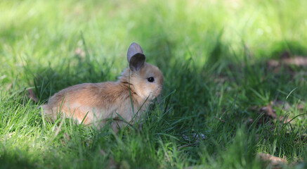 little funny bunny in the field