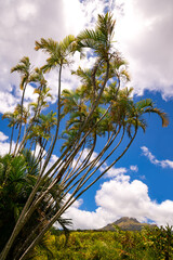Obraz premium Bunch of graceful tall palm trees on a sunny day with cloudy blue sky in a tropical garden in Saint Pierre on french island Martinique. Famous volcano “Mount Pelée“ on the horizon in the background.