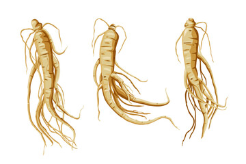 Fresh Ginseng root vector illustration  isolated on white background.Vector eps 10.