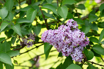 Blossom lilac flowers in spring in garden. branch of Blossoming purple lilacs in spring. Blooming lilac bush. Blossoming purple and violet lilac flowers.