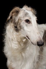 Fototapeta premium Detail of Russian greyhound borzoi dog posing for portrait in studio