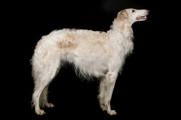 Fototapeta na wymiar Russian greyhound borzoi dog posing staying for portrait in studio