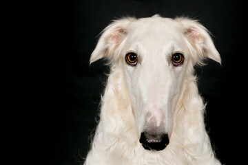 Russian greyhound borzoi dog posing for portrait in studio