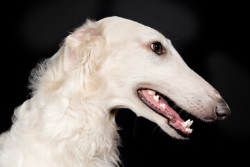 Detail of Russian greyhound borzoi dog posing for portrait in studio