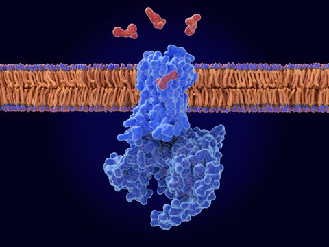 The opioid fentanyl bound to mu-opioid receptor. Opioid drug, high addiction.
