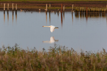 Fliegender, sich im Wasser spiegelnder Schwan.