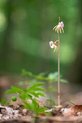 Beautiful very rare and endangered orchid the ghost orchid (Epipogium aphyllum)
blooming in the middle of a deciduous forest with a green background in Moravia, Czech Republic
