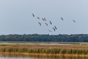 Fliegende Kraniche &uuml;ber idyllischer Boddenlandschaft.