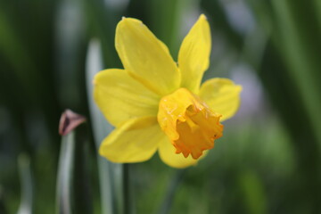 Narcissus