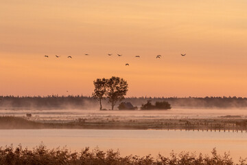 Kraniche zum Sonnenaufgang am Bodden mit Nebel.