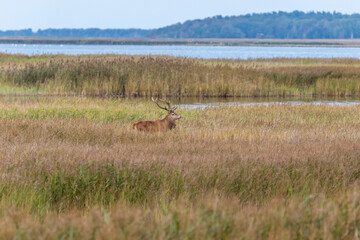 Hirschbrunft am Pramort.