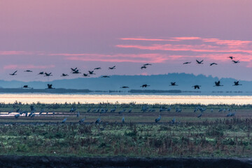 Naklejka premium Kraniche bei Sonnenaufgang am Bodden vor Zingst.