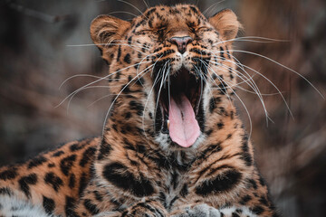 close up of a leopard