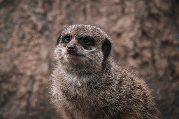 meerkat on guard