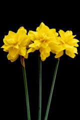 Three Long Stemmed Yellow Daffodil Flowers Against A Black Background