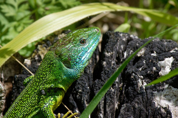  Lézard vert occidental - Lacerta bilineata,