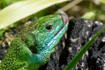  Lézard vert occidental - Lacerta bilineata,
