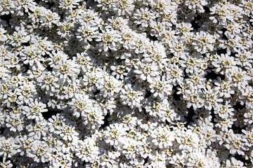 Evergreen candytufu, or Iberis sempervirens flowers in a garden
