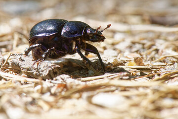  le Géotrupe des bois - Géotrupe forestier - Bousier commun - Anoplotrupes stercorosus
