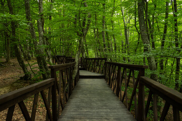 Forest stairs walk. A green dense summer forest without people. A journey to an unknown place. The concept of adventure, exploration. Wooden staircase for nature walks. A fabulous place. summer time