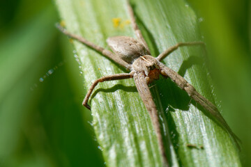 la Pisaure admirable - Pisaura mirabilis 