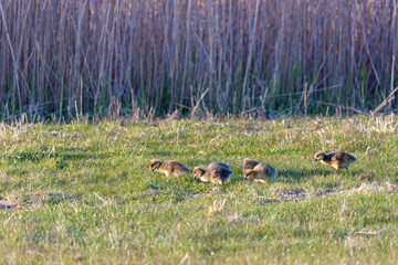 G&auml;nsek&uuml;cken am Schilfg&uuml;rtel.