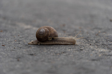 snail on the road