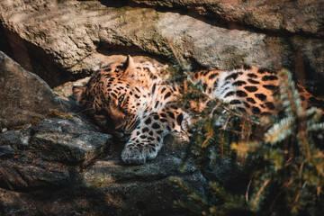 leopard in the zoo