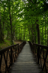 Fototapeta premium Forest stairs walk. A green dense summer forest without people. A journey to an unknown place. The concept of adventure, exploration. Wooden staircase for nature walks. A fabulous place. summer time