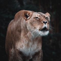 portrait of a lion