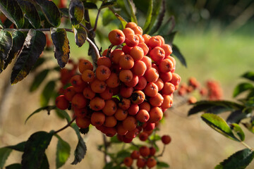 red berries on a branch