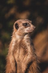 meerkat on guard