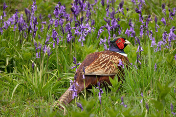 Close up of a colourful male or Cock Pheasant foraging in  a field of Bluebells in Springtime.  Facing right. Scientific name: Phasianus colchicus.  Copy space.  Horizontal.