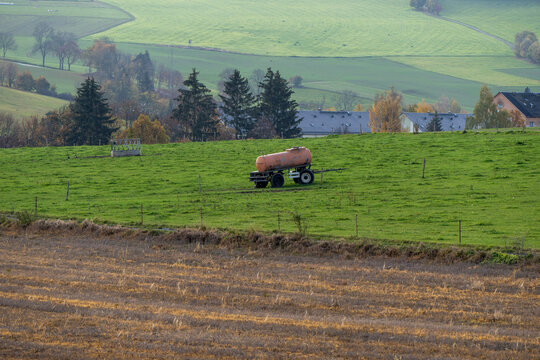 horses in the field