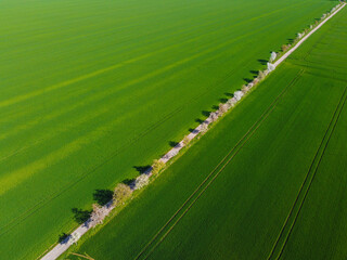 tree lined street through fields