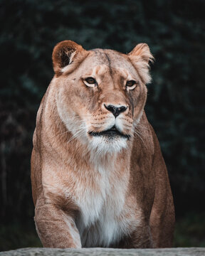 portrait of a lion