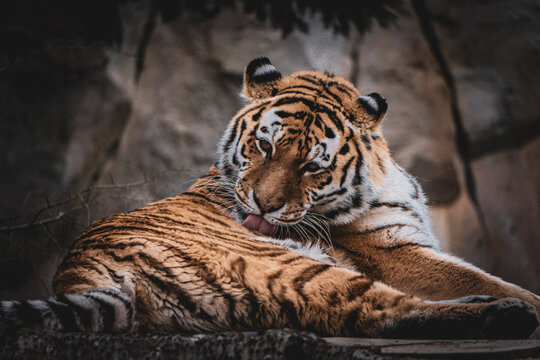 tiger in the zoo