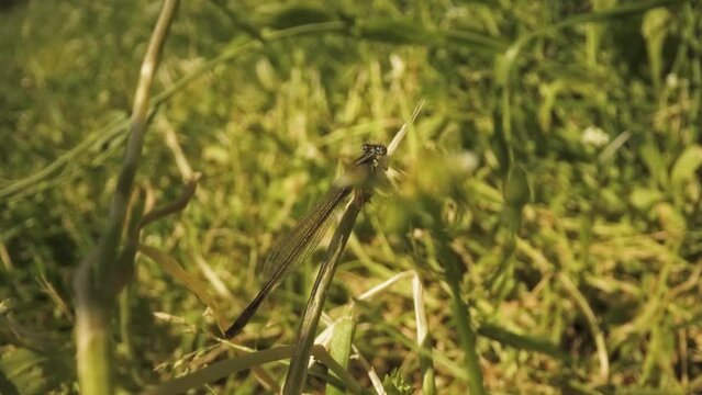 Dragonfly sitting among the green plants in nature