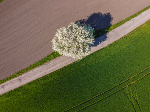 blossom tree in the fields