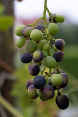 bunch of grapes