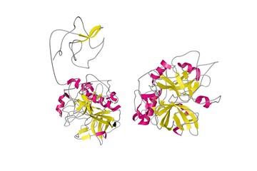 Human recombinant Gla-domainless prothrombin mutant. Ribbons diagram in secondary structure coloring based on protein data bank entry 4hzh. Scientific background. 3d illustration