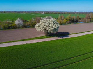 white blossom tree in a field