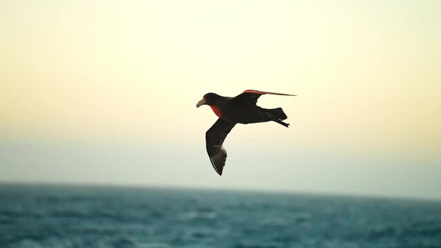 Closeup Of A Southern Giant Petrel Effortlessly Gliding Over The Antarctic Ocean At Sunset. slow motion