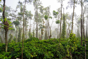 coffee plantation on the mountain 