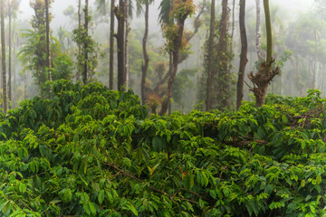 coffee plantation on the mountain 
